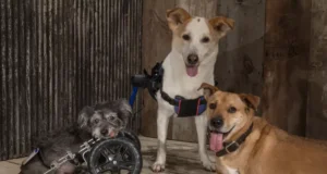 2-Legged Therapy Dogs Help Inspire Amputee Patients in Rehab Hospital Cyrus, Lucky, and Deuce | Image courtesy: Domenick Scudera via Daily Paws