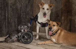 Two-Legged Therapy Dogs Inspire Amputee Patients in Rehab Cyrus, Lucky, and Deuce | Image courtesy: Domenick Scudera via Daily Paws