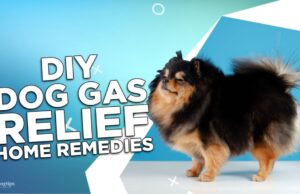 DIY Dog Gas Relief Home Remedies DIY Dog Gas Relief Home Remedies