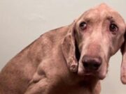‘Loyal’ 20-year-old Dog Left Heartbroken After Surrendered to Shelter Dax the senior dog surrendered by its owners