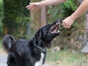 Dog Bites More Common on Hot and Polluted Days, New Study Suggests Dog Bites More Common on Hot and Polluted Days Featured Image