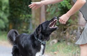 Dog Bites More Common on Hot and Polluted Days, New Study Suggests Dog Bites More Common on Hot and Polluted Days Featured Image