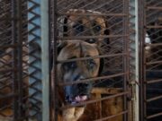 South Korean Dog Meat Farmers Oppose Industry Ban Dog Meat Farm in South Korea (Image by Ahn Young-joon/AP Photo)