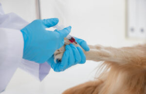 VEG Rolls Out National Blood Bank Program for Dogs Dog having his blood drawn for donation
