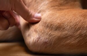 Elbow Hygromas in Dogs Elbow Hygromas in Dogs Featured Image