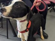 Emaciated Pup Found in South Yorkshire, England Makes ‘Promising Progress,’ Says RSPCA Emaciated Pup Found in South Yorkshire Makes ‘Promising Progress’ Says RSPCA
