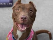 NYC Family Found Stolen Dog At ACC Adoption Event Family reunited with stolen dog at ACC adoption event