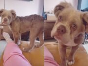 Bulldog Has Unique Gene That Makes Him Fluffy Fizz the Bulldog