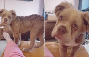 Bulldog Has Unique Gene That Makes Him Fluffy Fizz the Bulldog