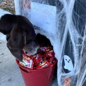 Halloween Dog Treats Display