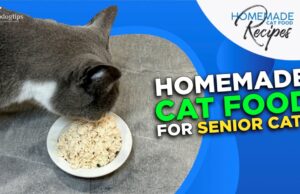 Recipe: Homemade Food for Senior Cats Homemade Cat Food for Senior Cats