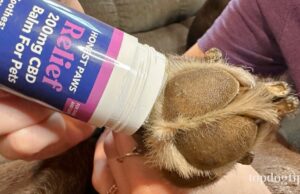 Review: Honest Paws CBD Relief Balm for Dogs Honest Paws CBD Relief Balm