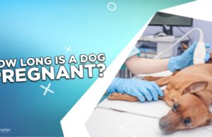 How Long Is A Dog Pregnant? How Long Is A Dog Pregnant
