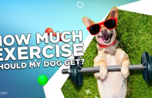 How Much Exercise Should My Dog Get? How Much Exercise Should My Dog Get_