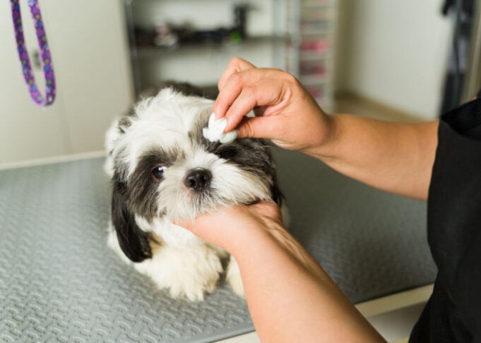 Picture of 9 Easy Steps How To Groom A Shih Tzu At Home