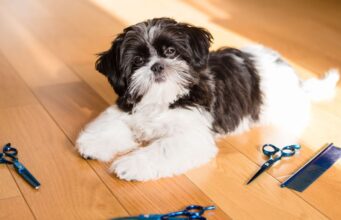 How To Groom A Shih Tzu At Home: Shih Tzu Grooming Guide How To Groom a Shih Tzu At Home Featured Image