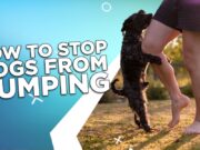 How To Stop Dogs From Humping? How To Stop Dogs From Humping