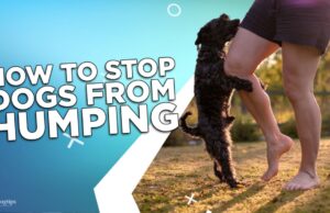 How To Stop Dogs From Humping? How To Stop Dogs From Humping