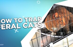 How To Trap Feral Cats? How To Trap Feral Cats