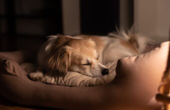 How to Tire a Puppy Out Before Bed: 5 Proven Tips! How to Tire a Puppy Out Before Bed Featured Image