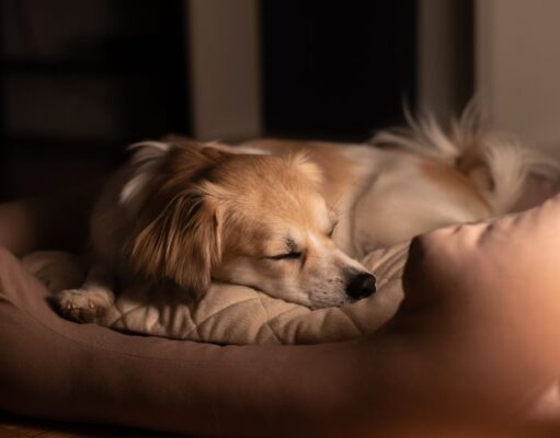 How to Tire a Puppy Out Before Bed: 5 Proven Tips! How to Tire a Puppy Out Before Bed Featured Image