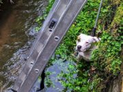 Loughborough: Shivering Dog Rescued From Water Tunnel Image by Leicestershire Fire and Rescue Service