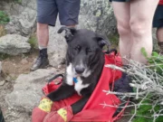 Dog Stuck in NH Mountain Rescued in a 15-Man Mission after 16 Hours Injured Dog Bruno being Rescued From Mt. Jefferson | Photo Courtesy: Zippy