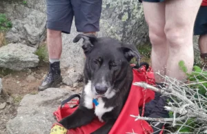 Dog Stuck in NH Mountain Rescued in a 15-Man Mission after 16 Hours Injured Dog Bruno being Rescued From Mt. Jefferson | Photo Courtesy: Zippy
