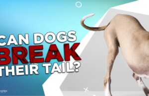 Is A Dog’s Tail a Bone? Can Dogs Break Their Tail? Is A Dog's Tail a Bone