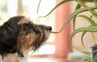 Is Aloe Vera Safe For Dogs? Benefits Of Aloe Vera for Dogs Is Aloe Vera Safe For Dogs Featured Image