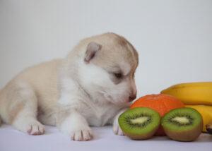 Can Dogs Eat Kiwi? Benefits & 3 Ways You Can Serve It Safely
