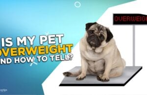 Is My Pet Overweight and How To Tell? Is My Pet Overweight and How To Tell