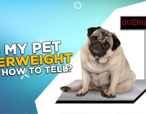 Is My Pet Overweight and How To Tell? Is My Pet Overweight and How To Tell