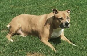 TikToker’s Last Day With Pup Made Netizens Cry Kane, a pitbull-mastiff mix | Source: Niyah Belmont via Bored Panda