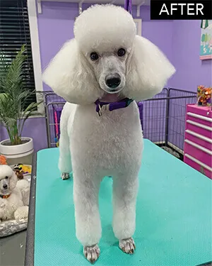 Kennel Clip Poodle Haircut