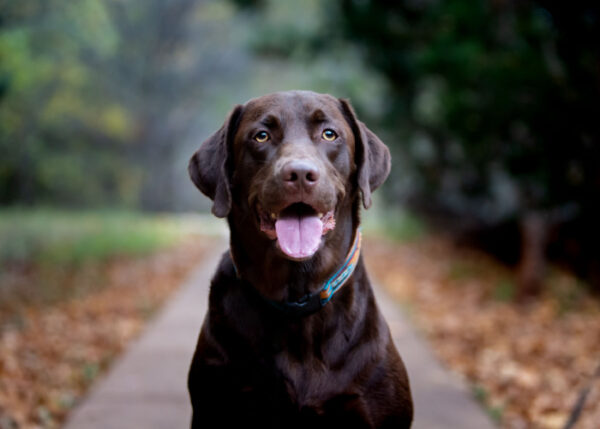 Springador Dog Breed Profile (Spaniel & Labrador Mix)