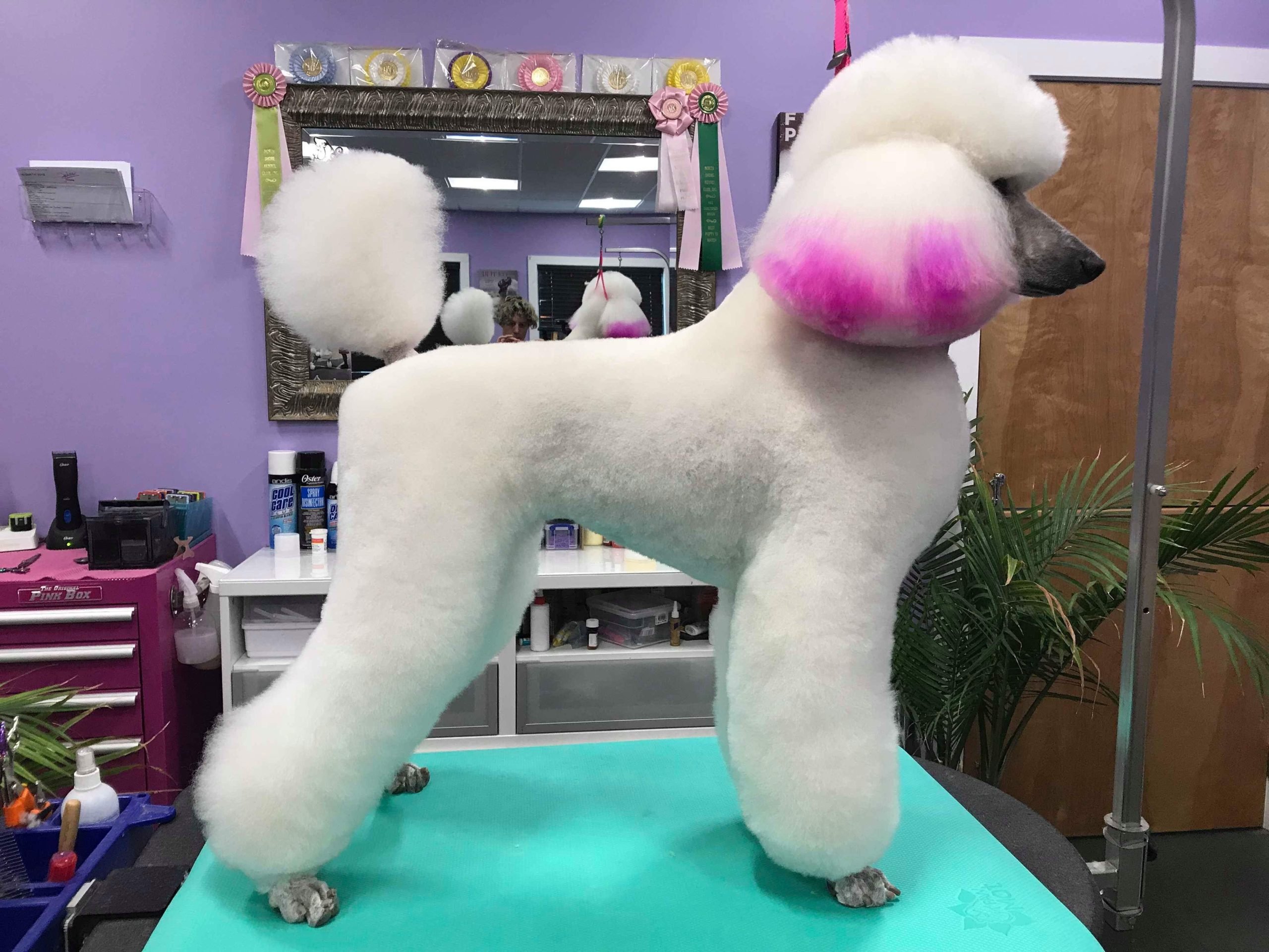 Modern Trim Puppy Haircut
