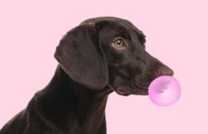 My Dog Ate Gum: What Should I Do? My Dog Ate Gum Featured Image
