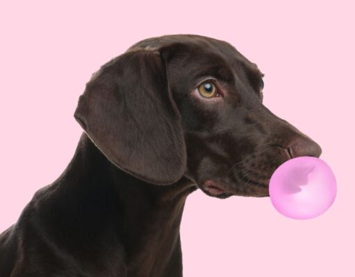My Dog Ate Gum: What Should I Do? My Dog Ate Gum Featured Image