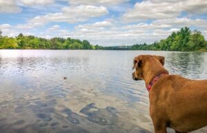 New Hampshire Pet Stores, Dog Parks, Grooming, And More New Hampshire Pet Stores, Dog Parks, Grooming, And More Featured Image