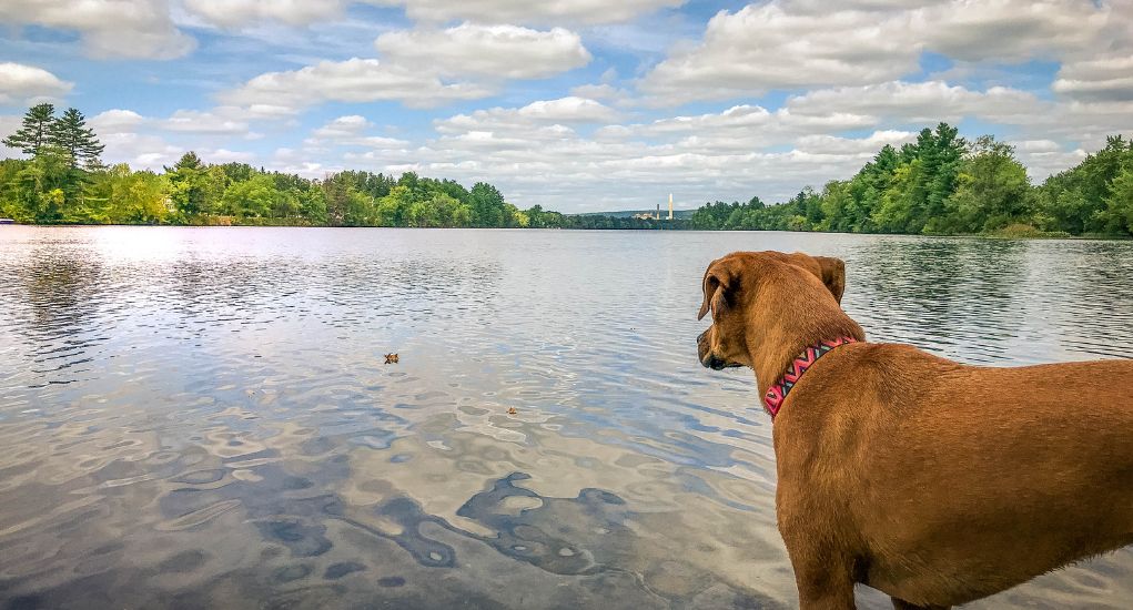 New Hampshire Pet Stores, Dog Parks, Grooming, And More Top Dog Tips