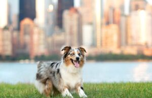 New Jersey Pet Stores, Dog Parks, Grooming, And More New Jersey Pet Stores, Dog Parks, Grooming, And More Featured Image