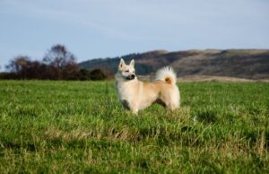 Norwegian Buhund Dog Breed Profile Norwegian Buhund Dog Breed Profile Featured Image