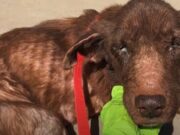 Over 400 Dogs Rescued From ‘Graveyard’ Ensenada Shelter In Mexico Over 400 dogs rescued from graveyard ensenada shelter in Mexico