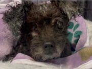 Abandoned One-Eyed Street Dog Now Looks Unrecognizable After Rescue Pearl the one-eyed abandoned pup dumped by owner