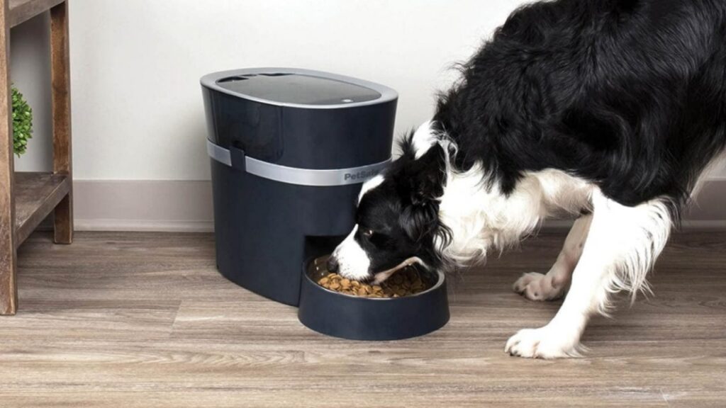 Review: PetSafe Automatic Feeder for Dogs & Cats