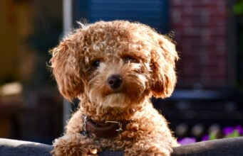 Poochon Dog Breed Profile (Toy Poodle & Bichon Frise Mix) Poochon dog breed featured image