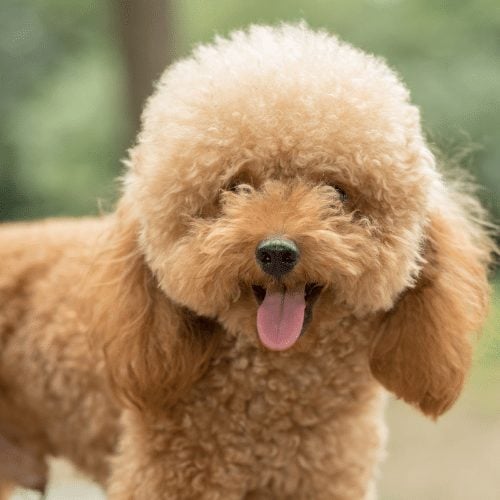 Poodle Teddy Bear Cut