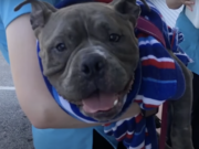 Pitbull and Her Pup Abandoned By Irresponsible Breeders Betsy | Photo source: Abandoned Pet Rescue