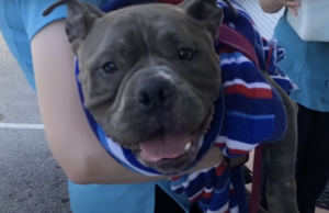 Pitbull and Her Pup Abandoned By Irresponsible Breeders Betsy | Photo source: Abandoned Pet Rescue